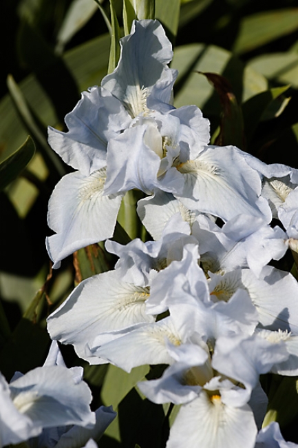 Jardin des Impressionnistes-058